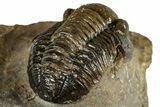 Detailed Gerastos Trilobite Fossil - Morocco #351281-4